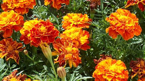 Marigold Therapy: Using Flowers to Promote Relaxation and Well-Being